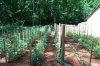 See Granddaddy's garden.