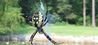 My Golden Orb Weaver, Bertha.